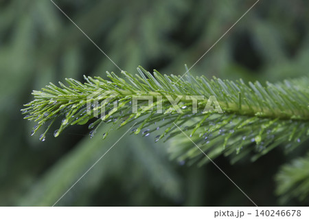 Raindrops on Green Conifer Needle Branch Closeup Raindrops on Green Conifer Needle Branch Closeup 140246678