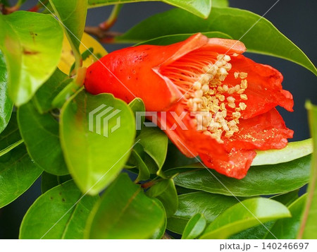 紅一点の花芯のクローズアップ!(一輪のザクロのオレンジ色の花) 紅一点の花芯のクローズアップ!(一輪のザクロのオレンジ色の花) 140246697