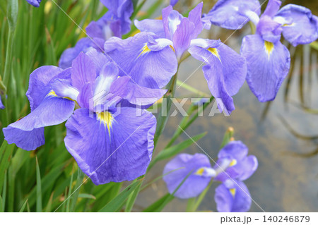 花菖蒲 140246879