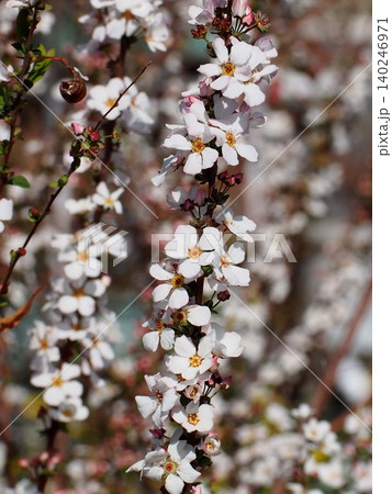 白い花とつぼみをつけたユキヤナギの枝(日差しを浴びた鏡川岸の雪柳) 白い花とつぼみをつけたユキヤナギの枝(日差しを浴びた鏡川岸の雪柳) 140246971