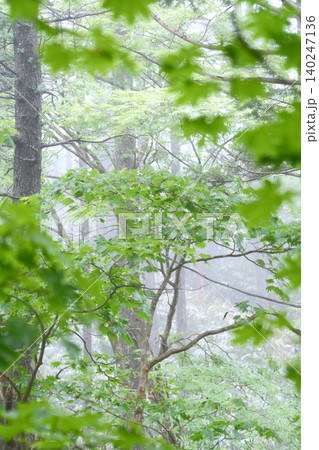 前ボケの葉越しに新緑が広がる霧の森の風景 140247136