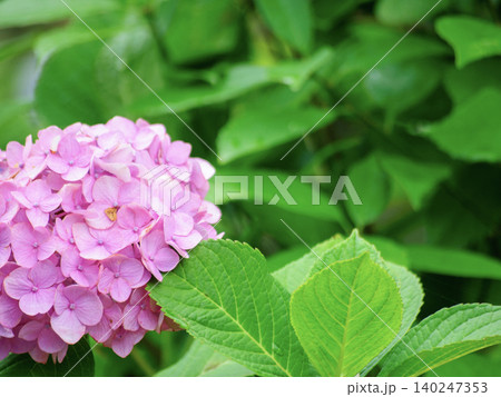 ピンクの紫陽花と文字入れができる緑の背景 ピンクの紫陽花と文字入れができる緑の背景 140247353