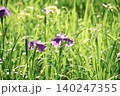 菖蒲園 140247355