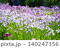 菖蒲園 140247356
