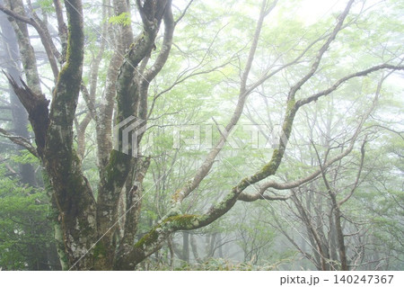 力強い広葉樹の幹越しに新緑が広がる霧の森の風景 力強い広葉樹の幹越しに新緑が広がる霧の森の風景 140247367