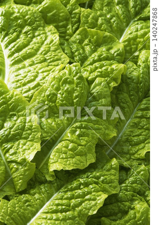 新鮮なチシャ菜の葉 新鮮なチシャ菜の葉 140247868