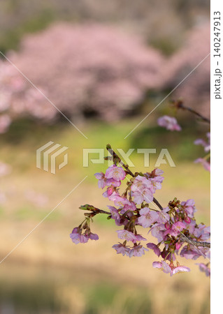 春の光に包まれる満開の河津桜 枝いっぱいに咲くピンクの花河津桜,カワヅザクラ,桜,サクラ,花,春,満 春の光に包まれる満開の河津桜 枝いっぱいに咲くピンクの花河津桜,カワヅザクラ,桜,サクラ,花,春,満 140247913