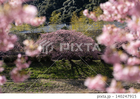 春の光に包まれる満開の河津桜 枝いっぱいに咲くピンクの花 春の光に包まれる満開の河津桜 枝いっぱいに咲くピンクの花 140247915