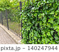 Iron Fence Covered with Climbing Plant in Urban Garden 140247944
