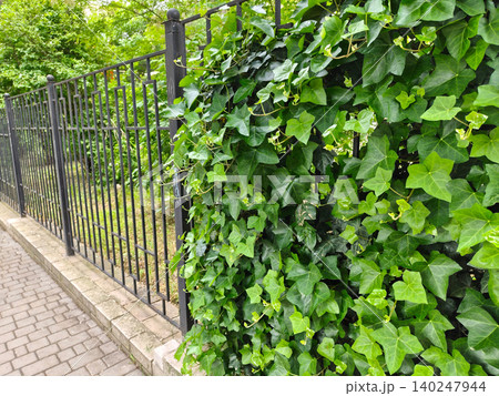Iron Fence Covered with Climbing Plant in Urban Garden 140247944