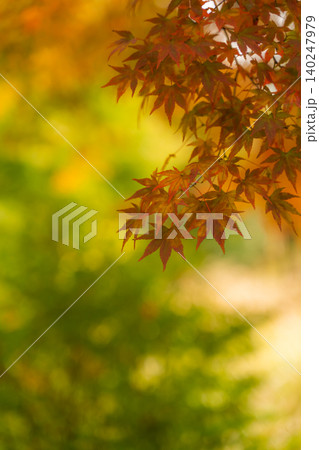 鮮やかで明るい紅葉_縦 鮮やかで明るい紅葉_縦 140247979