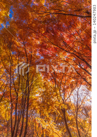 紅葉の天井-2 紅葉の天井-2 140247983
