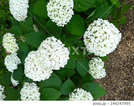 アナベル 白い紫陽花 アメリカノリノキ 初夏の花 アナベル 白い紫陽花 アメリカノリノキ 初夏の花 140247995