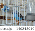 Cute Blue Budgerigar Sitting Inside Cage as Beloved Pet 140248010