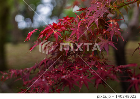 北の丸公園で鮮やかに色付いた美しい紅葉のモミジ 2023年11月 140248022