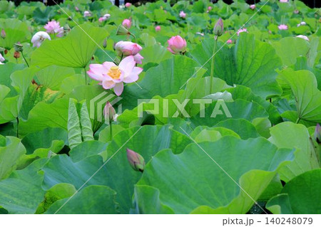 咲き始めた蓮の花 咲き始めた蓮の花 140248079