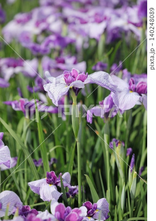 花菖蒲 140248089