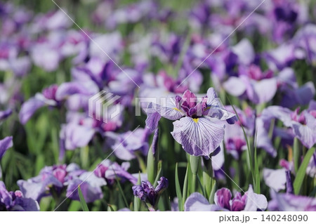 花菖蒲 花菖蒲 140248090