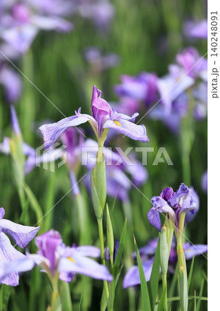花菖蒲 140248091