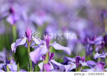 花菖蒲 花菖蒲 140248093