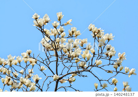 ハクモクレンの花 ハクモクレンの花 140248137