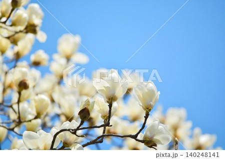 ハクモクレンの花 ハクモクレンの花 140248141