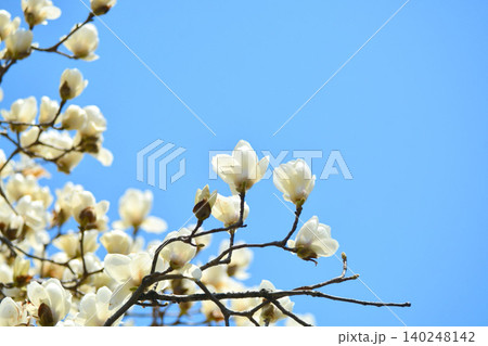ハクモクレンの花 ハクモクレンの花 140248142