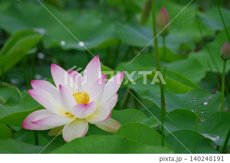 雨上がりの蓮の花と緑の葉が美しい夏の風景 雨上がりの蓮の花と緑の葉が美しい夏の風景 140248191