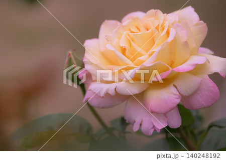 薔薇園にピンク色と黄色の薔薇の花が咲いています 薔薇園にピンク色と黄色の薔薇の花が咲いています 140248192