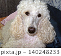 Close-up portrait of a white poodle looking directly into the camera. The dog features fluffy, curly fur and dark, expressive eyes. 140248233