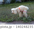 Captures a white, fluffy poodle wearing an orange harness and a red leash. The dog is arching its back while defecating on a patch of wild green grass next to a paved walkway 140248235