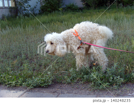 Captures a white, fluffy poodle wearing an orange harness and a red leash. The dog is arching its back while defecating on a patch of wild green grass next to a paved walkway 140248235