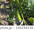 Shows a young green cucumber growing on a vine in a sunny garden. The prickly vegetable is surrounded by lush green leaves, curly tendrils, and small yellow blossoms 140248236