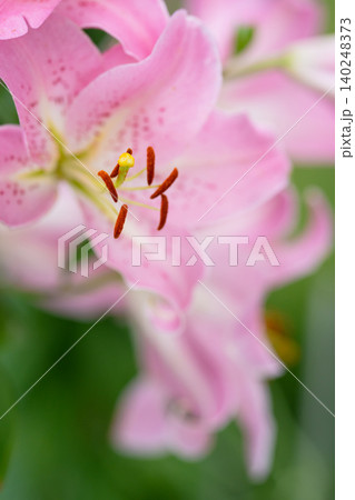 美しいボケ味と可憐な百合の花 美しいボケ味と可憐な百合の花 140248373