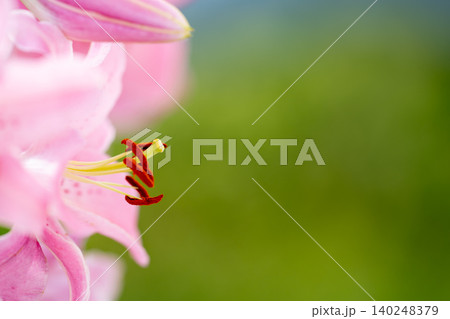 鮮やかな緑の背景と美しく咲くピンクのユリの花 鮮やかな緑の背景と美しく咲くピンクのユリの花 140248379