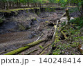 男池湧水群の周辺に広がる苔むした森・大分県 140248414