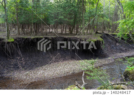 男池湧水群の周辺に広がる苔むした森・大分県 140248417