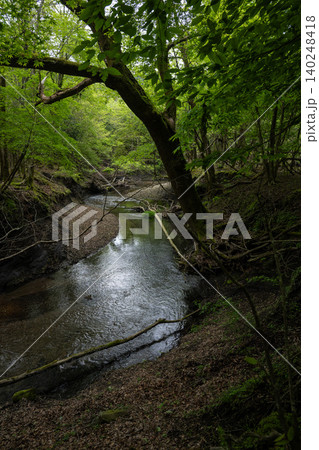 男池湧水群の周辺に広がる苔むした森・大分県 男池湧水群の周辺に広がる苔むした森・大分県 140248418