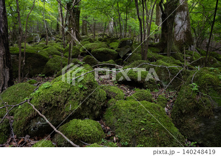 男池湧水群の周辺に広がる苔むした森・大分県 男池湧水群の周辺に広がる苔むした森・大分県 140248419