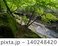 男池湧水群の周辺に広がる苔むした森・大分県 140248420