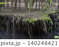 男池湧水群の周辺に広がる苔むした森・大分県 140248421