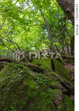 男池湧水群の周辺に広がる苔むした森・大分県 140248424