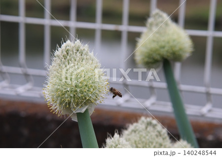ネギの花に飛来するミツバチ ネギの花に飛来するミツバチ 140248544