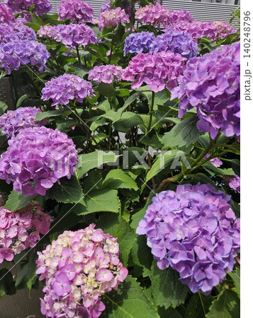 道端に咲く綺麗な紫陽花 140248796