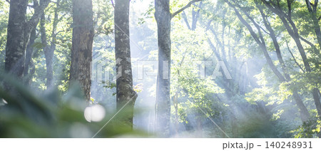 ブナの森に光芒が差し込む風景 大山鏡ヶ成 ブナの森に光芒が差し込む風景 大山鏡ヶ成 140248931