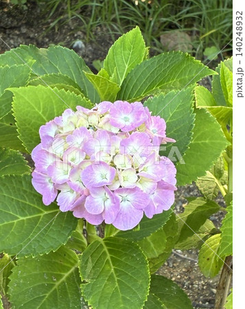 紫陽花園にピンク色のアジサイの花が咲いています 紫陽花園にピンク色のアジサイの花が咲いています 140248932