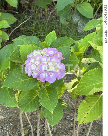 紫陽花園にピンク色のアジサイの花が咲いています 140248933