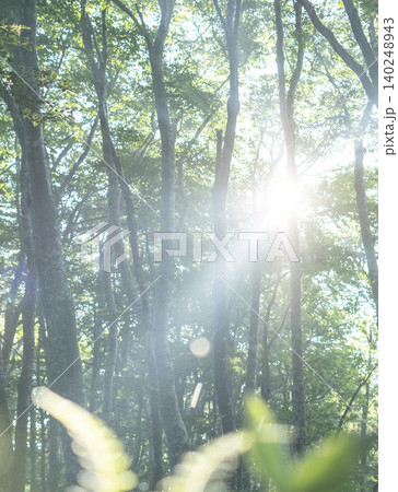 ブナの森に光芒が差し込む風景 大山鏡ヶ成 ブナの森に光芒が差し込む風景 大山鏡ヶ成 140248943