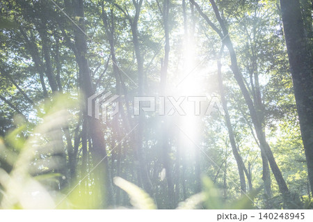 ブナの森に光芒が差し込む風景　大山鏡ヶ成 140248945