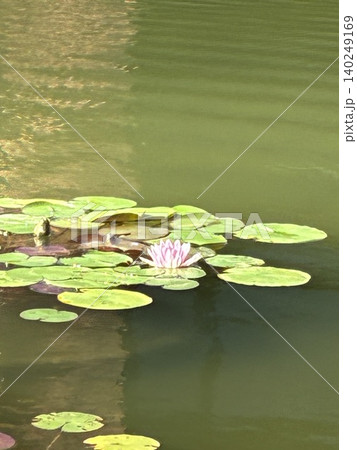 池に浮かぶ睡蓮の花 池に浮かぶ睡蓮の花 140249169